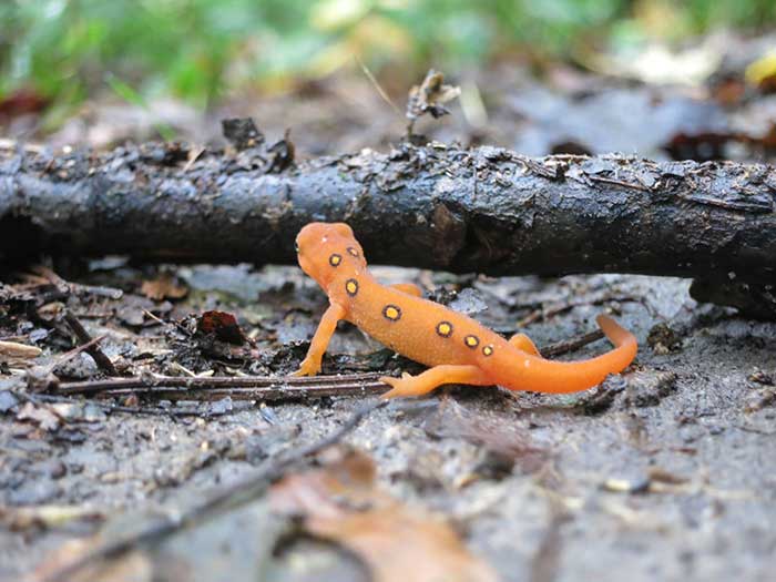 Forest Wildlife album cover, red eft