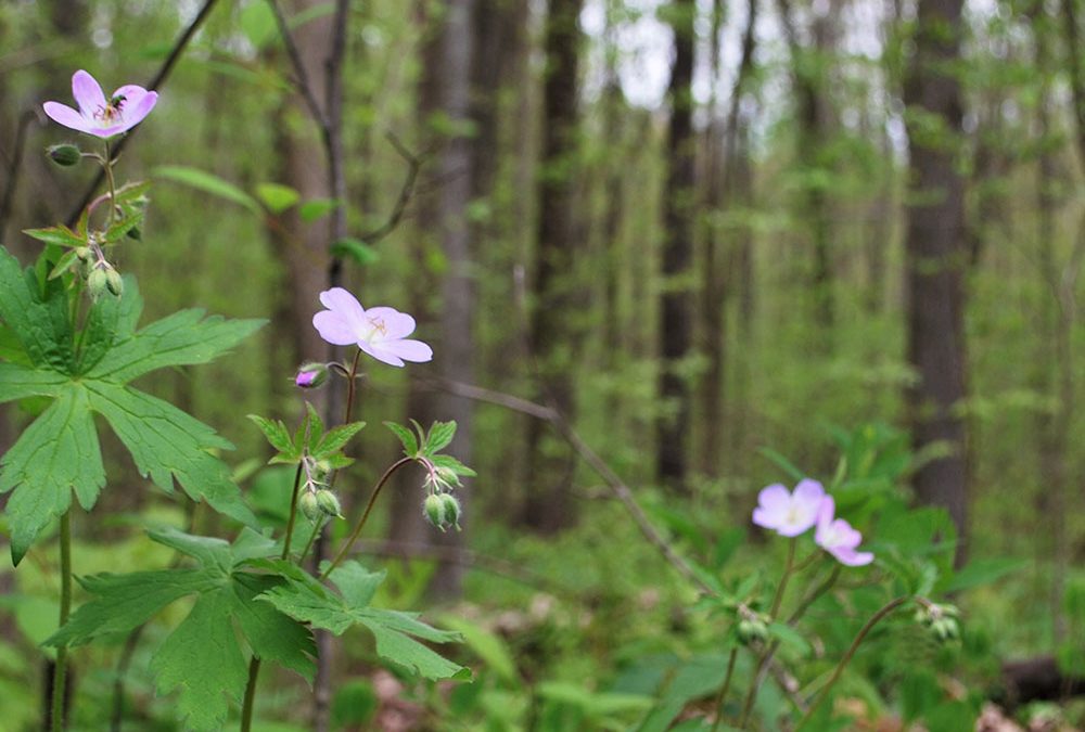 Rockland forest