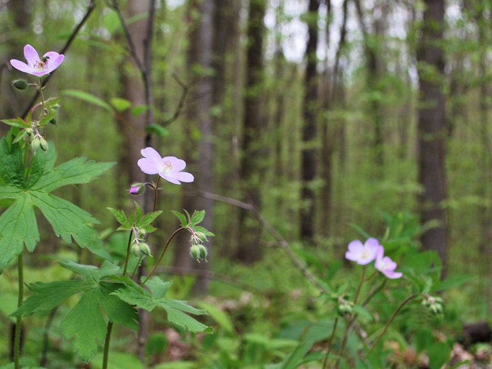 Rockland forest