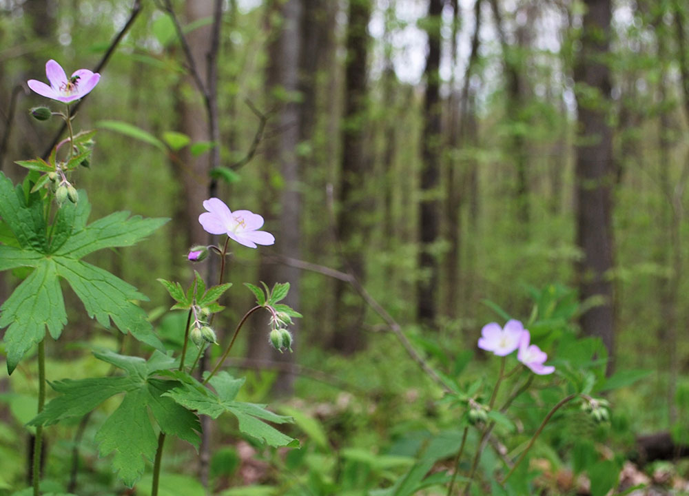 Rockland forest