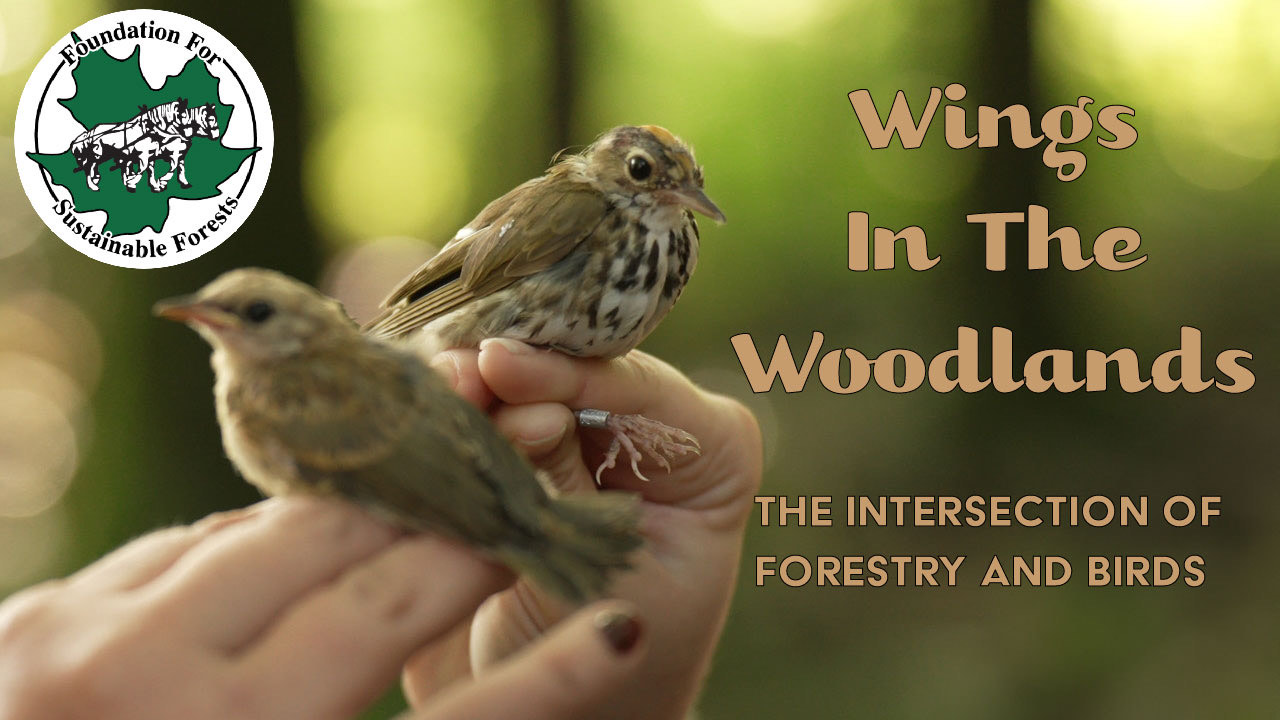 Wings in the Woodlands Thumbnail