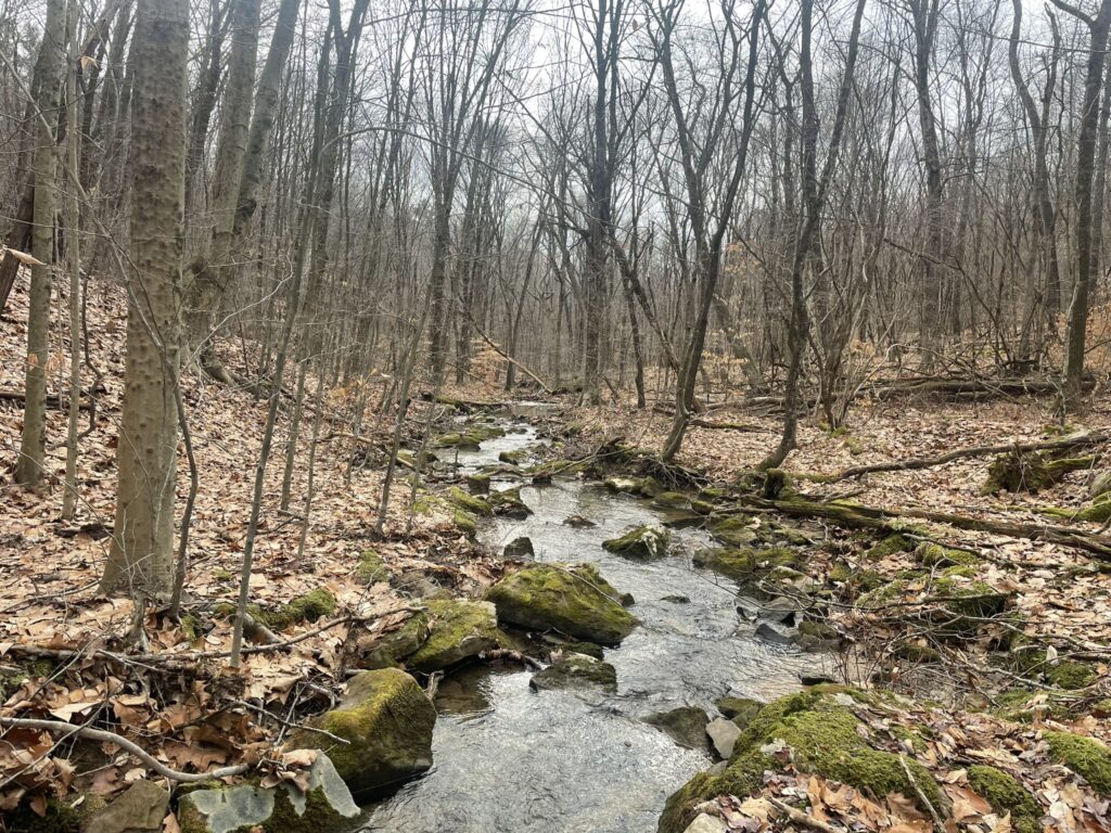 Updates - Foundation for Sustainable Forests